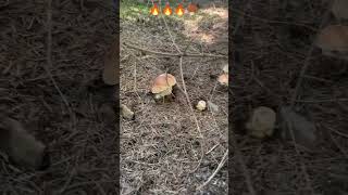 🍄‍🟫🌲🍄‍🟫🌲🍄‍🟫🔥mushroom pilze boletus fungi shorts грибы forest грибикарпат грибочки houby [upl. by Assetak]