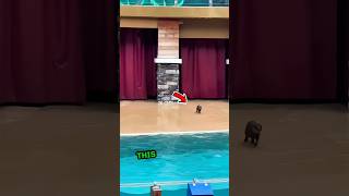 This otter runs and jumps into this pool❤️ shorts [upl. by Jenei98]