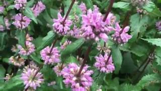 Phlomis tuberosa Amazone Jerusalem Sage Flowers phlomis tuberosa amazone sage jerusalem [upl. by Dulci]