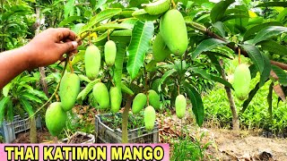 Thai Katimon Mango Farming Catimon Mango Plant Nursery How Grow Mango Plant Fruit Plant Nursery [upl. by Eleni252]