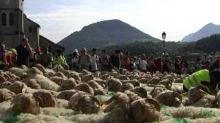 Tanshumance à Aramits vallée de Barétous [upl. by Ratep212]