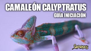 🦎 Camaleón Calyptratus · MEJORES TIPS  Salvajes [upl. by Ambur]