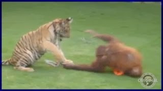 Tiger vs Orangutan Who Would Win in a Fight  Heavy Petting Originals [upl. by Peacock]