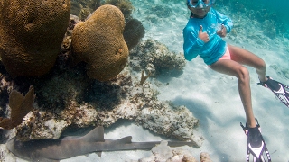 Shark School  Teaching kids about sharks [upl. by Cruce]