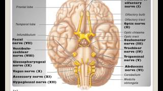 LECTURE The Peripheral Nervous System [upl. by Kella]