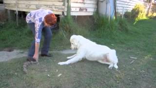 Maremma sheepdogs do not fetch [upl. by Rozek]