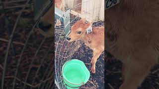 Happy calf babycow calf farmlife animals cutefarmanimal happyanimals cute [upl. by Chien]