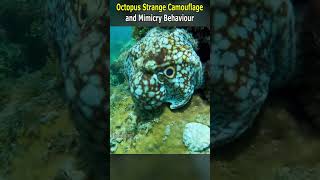 Unusual Octopus Camouflage and Mimicking Behaviour [upl. by Noam]