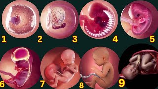 Watch Your Baby Grow Amazing 3d Animation Of Fetal Development Month By Month [upl. by Ydassac5]