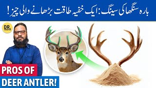 Barasingha Ki Singh Ke FaydeIstemal  Deer Antler Velvet Powder  Dr Ibrahim [upl. by Oneladgam]