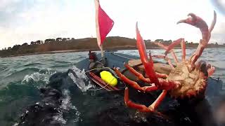 chasse sous marine araignée de mer bretagne 2024 [upl. by Goddord]