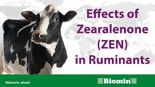 Effects of Zearalenone ZEN in Ruminants [upl. by Yatnahs986]