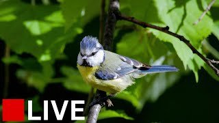 🔴 LIVE Scottish Bird Haven  Goldfinches Siskins Robins Bluetits amp More [upl. by Ogata]