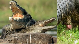 Crocodile Mating Call  Crocodile Unseen Video 4K HD high Quality Video WildLife [upl. by Agn688]