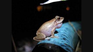 Coqui frogs UP CLOSE and LOUD [upl. by Merrile943]