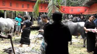 Indonesië  Traditionele ceremonie bij begrafenis Tana Toraja Sulawesi [upl. by Aicilanna]