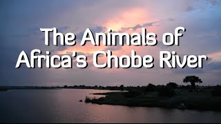 African Animals of the Chobe River [upl. by Salba]