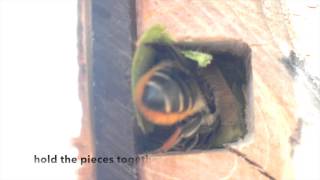 Leaf cutter solitary bees using Nurturing Nature observation nest box [upl. by Tezzil]