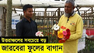 উত্তরাঞ্চলের সবচেয়ে বড় জারবেরা ফুলের বাগান  জারবেরা ফুলের চাষ পদ্ধতি  Gerbera Farming [upl. by Dias]