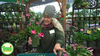 Zygocactus Differences Between Thanksgiving Cactus Christmas Cactus Easter Cactus Summer Cactus [upl. by Cony]