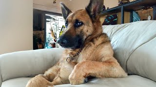 The Most Dramatic Dogs are Waiting for You here😮🤣 FUNNIEST Animal Videos [upl. by Ellicul]