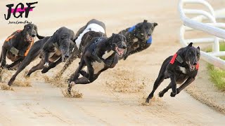 British greyhound racing  Track race 480m [upl. by Sik]