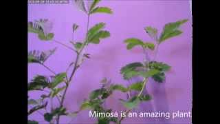 Amazing Dance of Mimosa [upl. by Killarney]