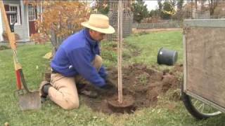 How to Plant a Tree Step by Step gardenorg [upl. by Auqinom]