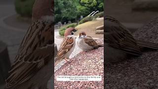 The cat brought a bird home to this family and then this happened animalshorts shortvideo [upl. by Cordelia472]