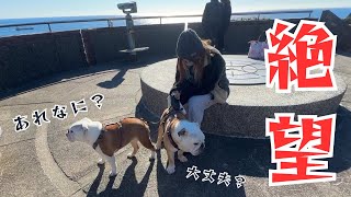 ママが絶望に暮れてる時に横にピッタリと寄り添って励ましてくれる愛犬が優しすぎた！ [upl. by Crispas]