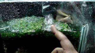 DIY Sump Refugium Setup Part 2 of 4 [upl. by Ycnaf120]