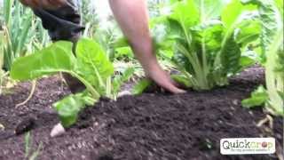 How To Grow Chard [upl. by Tutt]