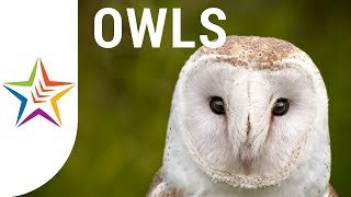 OWL SOUNDS and NOISE for kids and babies  Part 1 [upl. by Ahcire856]