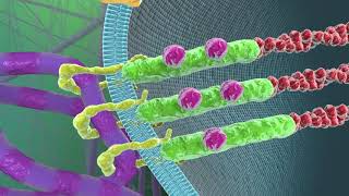 Cell–Extracellular Matrix Mechanobiology [upl. by Sternberg389]