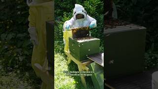 🐝 A beekeeping update cottagegarden beekeeping [upl. by Sapphire]