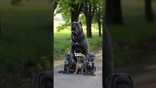 Dogo Argentino vs Cane Corso Which one do you think [upl. by Nadean]