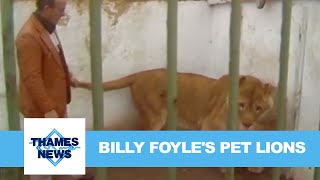 Billy Foyles Pet Lions  Thames News [upl. by Yeclek32]