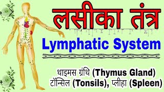 लसीका तंत्र  Lymphatic System  लसीका तंत्र की संरचना  Structure of Lymphatic System in hindi [upl. by Solraced]