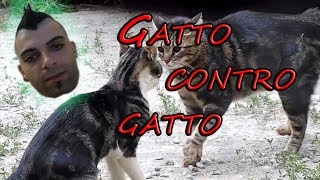 Gatto VS Gatto [upl. by Bank106]