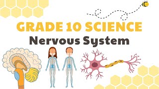 Nervous System  Grade 10 Science DepEd MELC Quarter 3 Module 3 [upl. by Aneehc]