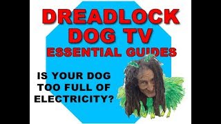 IS YOUR DOG TOO FULL OF ELECTRICITY [upl. by Joellyn592]