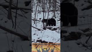 Bear Encounter During Deer Hunting Season in Pennsylvania [upl. by Viridissa]