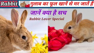 खरगोश को कौन कौन सा फूल खिलाना चाहिएRabbit Ko Flower Khilana Safe Hai Ya UnsafeRabbit Eat Flower [upl. by Petta331]