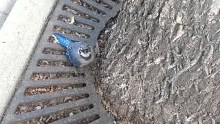 A injured Blue Jay in Downtown Lethbridge [upl. by Gower463]