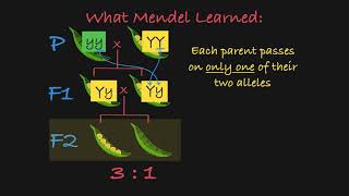 Mendels P F1 and F2 Generations Explained [upl. by Skill]