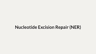 Nucleotide Excision Repair NER [upl. by Simson384]