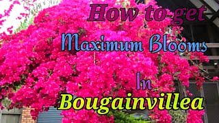 How to get Maximum Blooms In Bougainvillea  A Fully Tested Method on Bougainvillea [upl. by Tiersten]