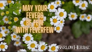 The Health Benefits of Feverfew [upl. by Boeke124]