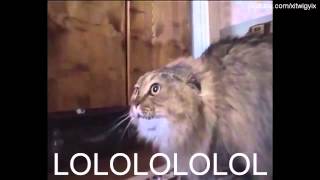 Possessed cat  No no no Cat Funny Subtitled Version [upl. by Sussman]