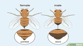 Biology of Drosophila melanogaster [upl. by Aleunam]